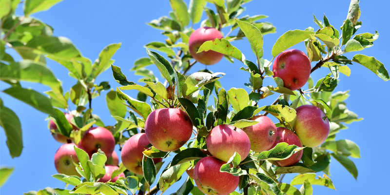 Fingerspiel Apfelbaum