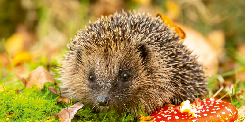 Herbstmalgeschichte Der Igel