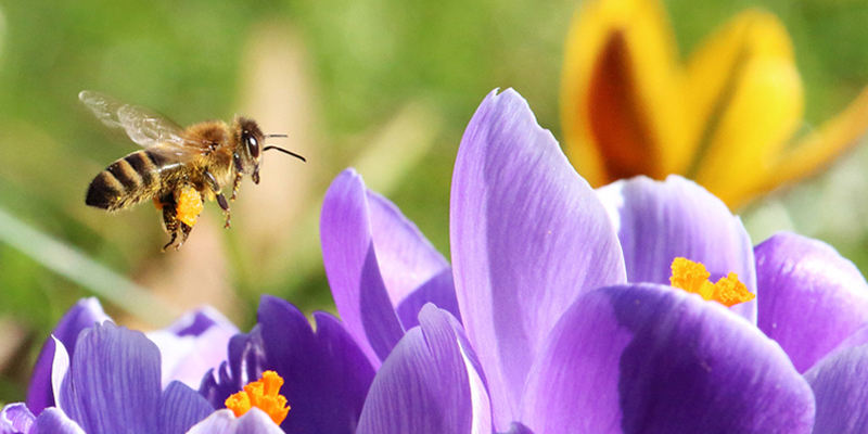 Samenbomben für Blumenwiesen