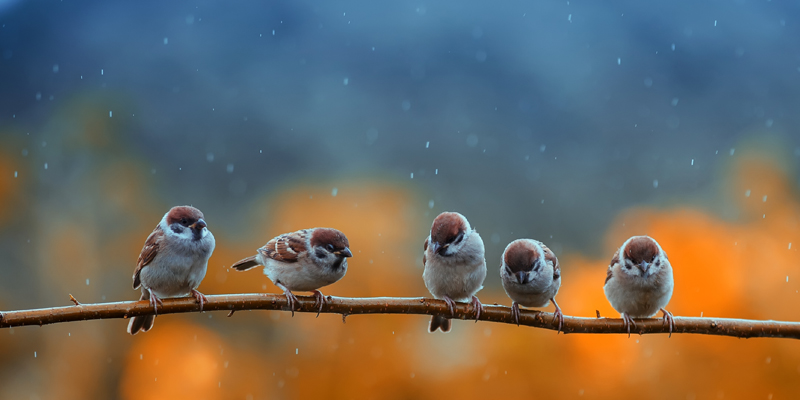 Vogelhäuschen selber bauen