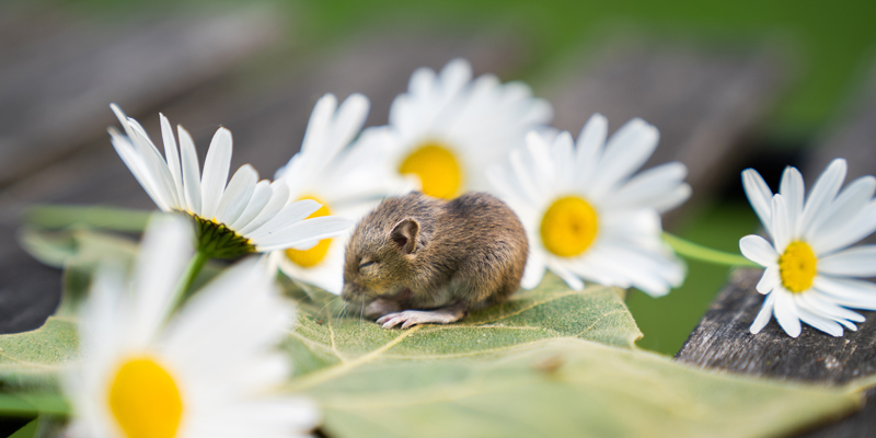 Zehn kleine Mäusekinder