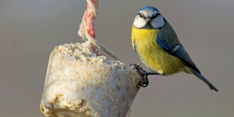 Vogelfutter-Anhänger