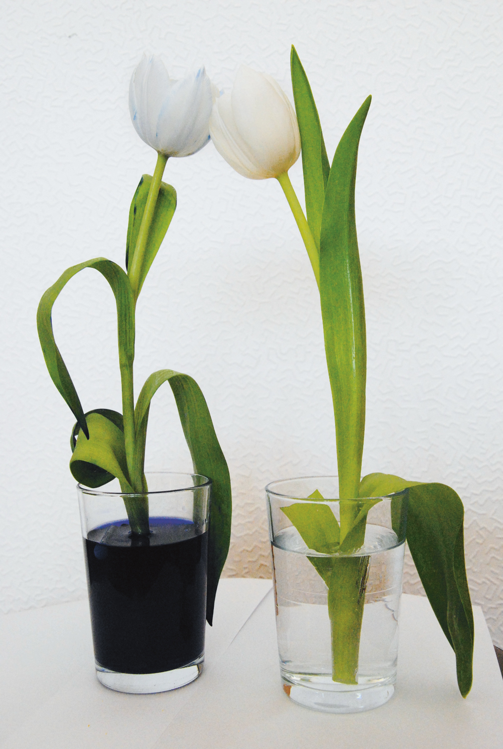 Wie Pflanzen trinken, Tulpen