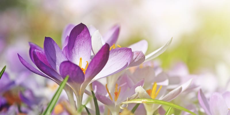 Frühling im Kindergarten; Krokusse