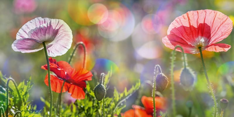 Frühlingserwachen in der Kita, Blumenwiese
