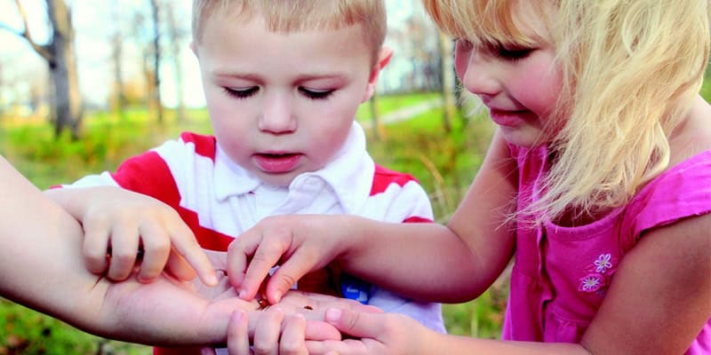 Was krabbelt denn da? Käfer in der Kita