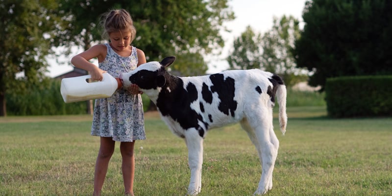 Ko-Konstruktion in der Kita, Mädchen füttert Kalb