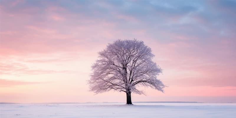 einzelner Baum im Schnee
