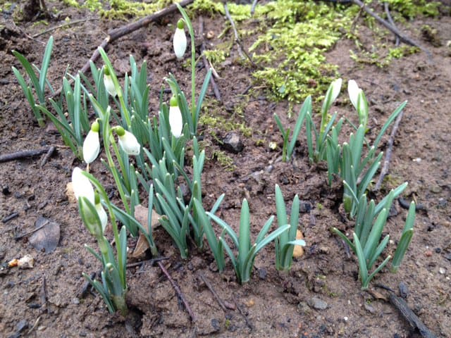 Schneeglöckchen in der Erde