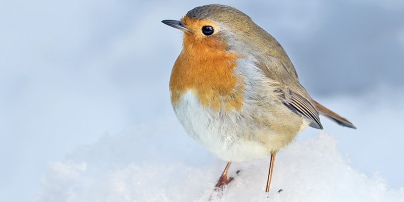 Rotkehlchen im Winter