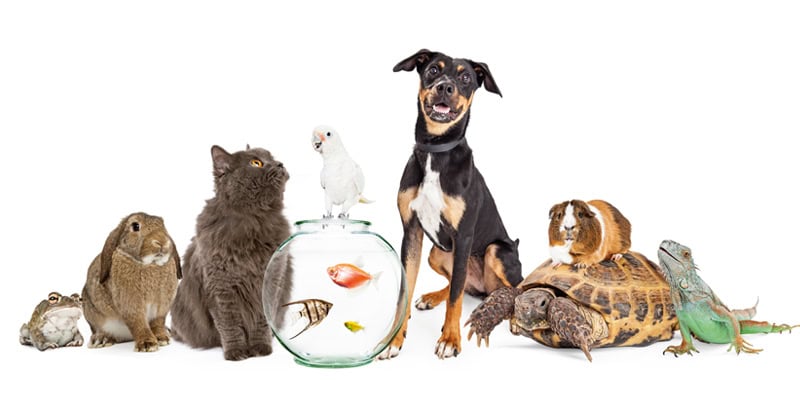 Tierische Helfer in der Kita